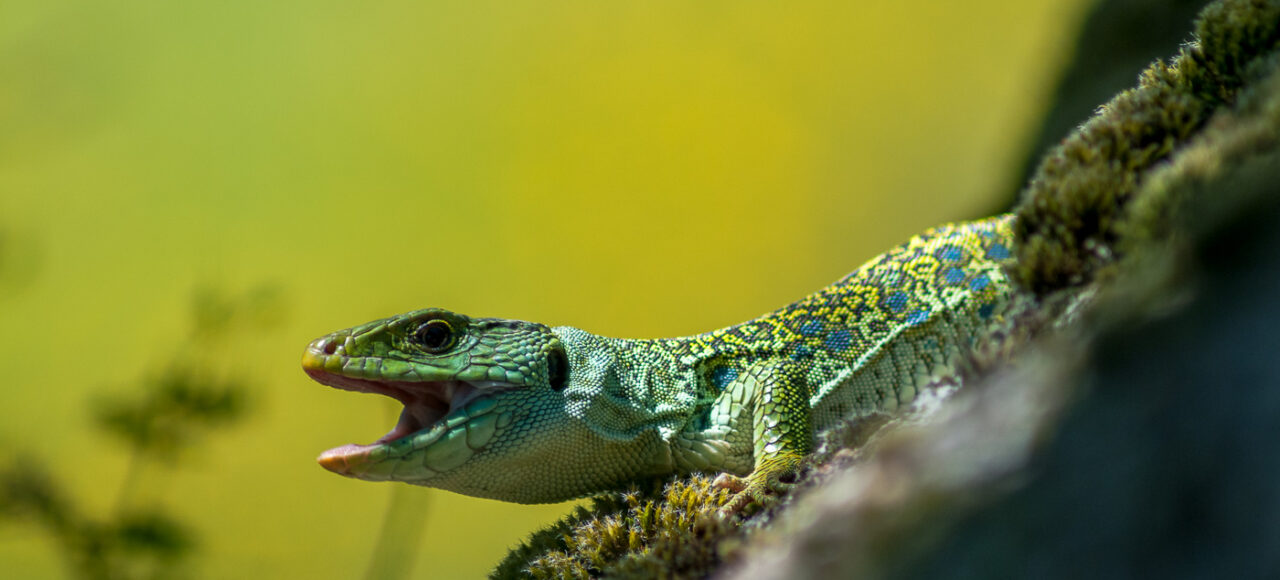 Occelated Lizard (Timon lepidus)