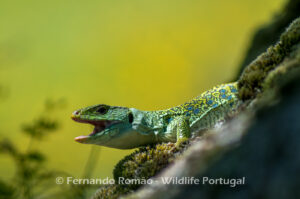 Occelated Lizard (Timon lepidus)