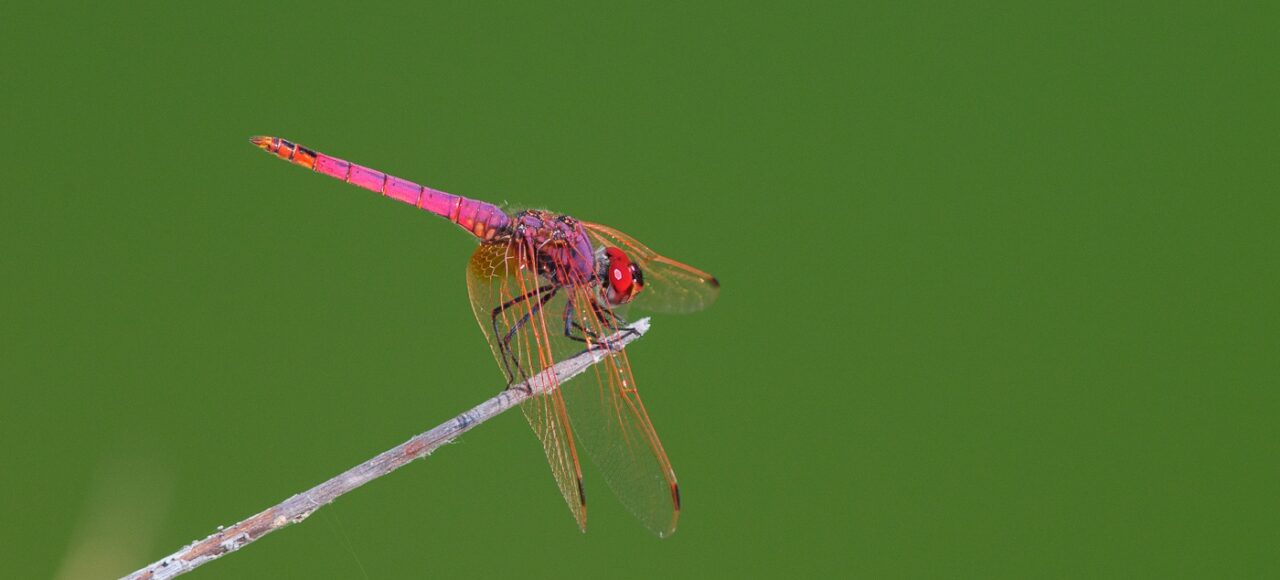Violet Dropwing (Trithemis annulata)