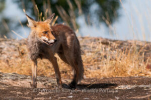 Red Fox (Vulpes vulpes)