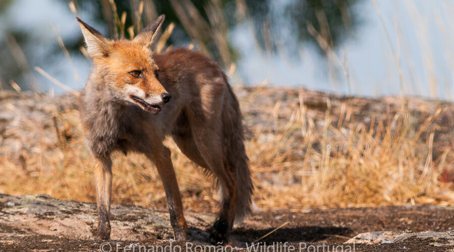 Raposa (Vulpes vulpes) Red Fox (Vulpes vulpes)