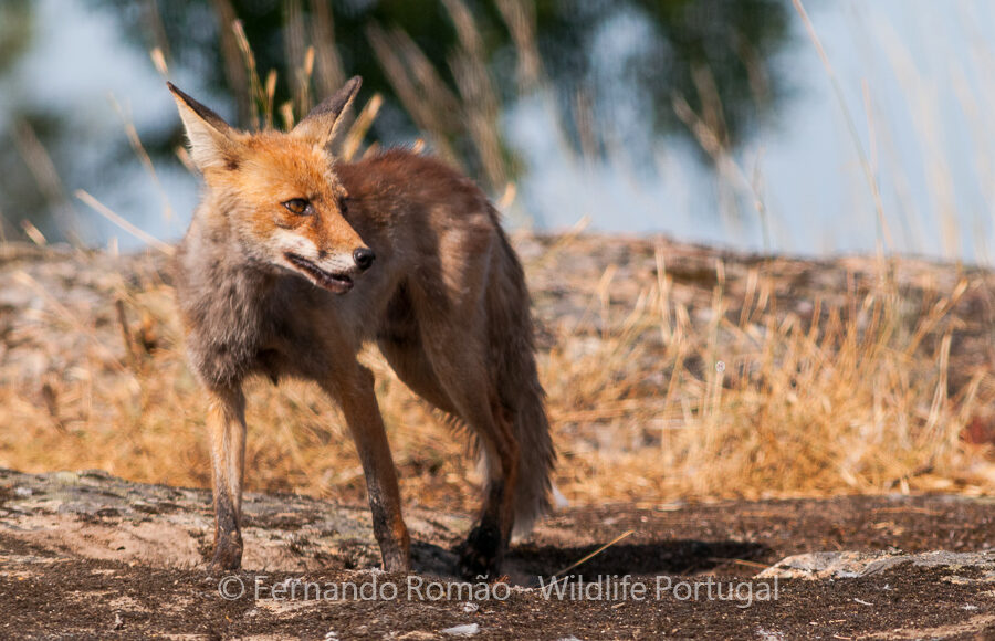 Red Fox (Vulpes vulpes)