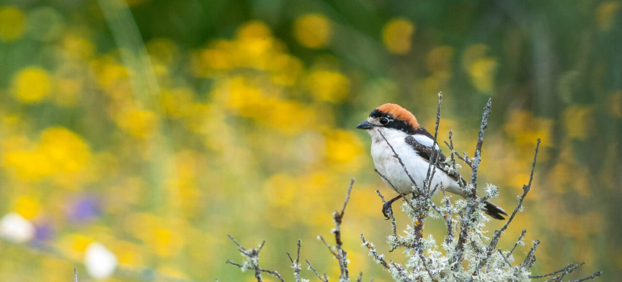 Woodchat Shrike