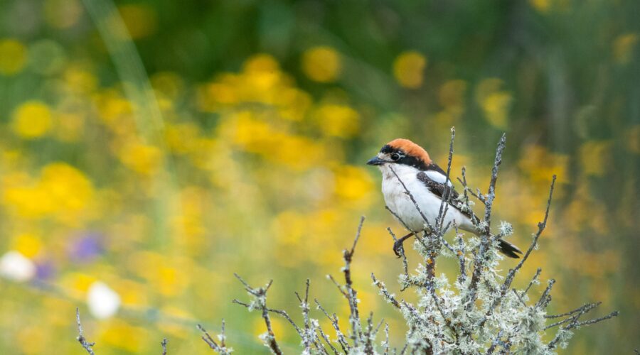 Woodchat Shrike