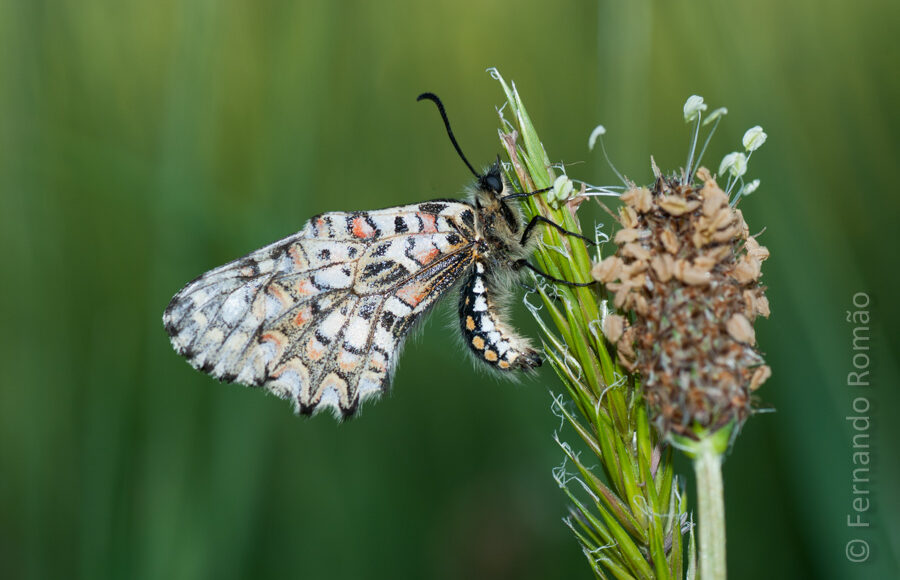 Spanish Festoon (Zerynthia rumina)