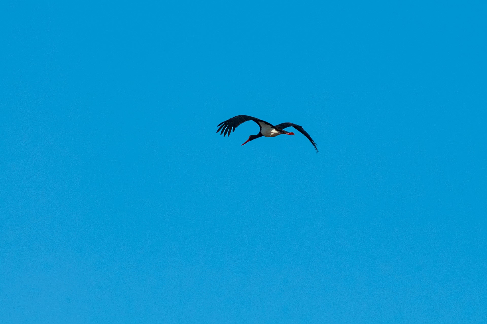 Black Stork (Ciconia nigra)