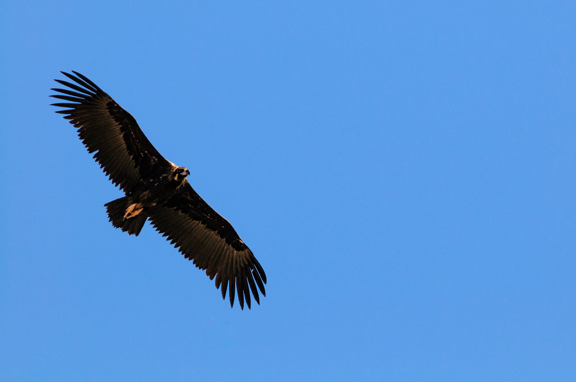 Black Vulture (Aegypius monachus)