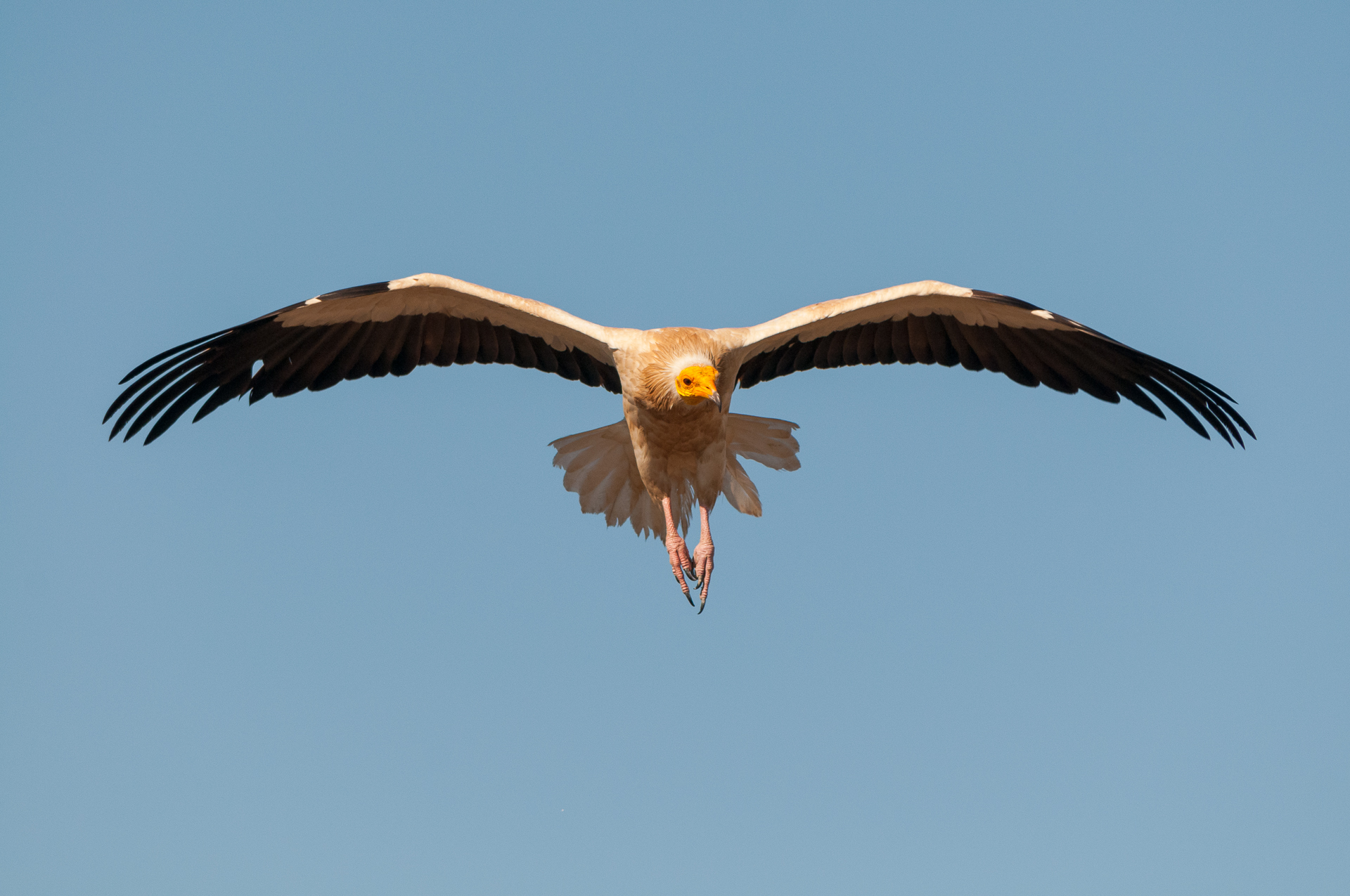 Egyptian Vulture (Neophron percnopterus) Egyptian Vulture (Neophron percnopterus)