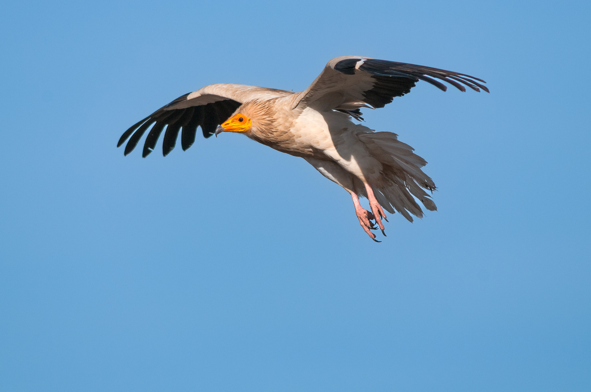 Egyptian Vulture (Neophron percnopterus) Egyptian Vulture (Neophron percnopterus)