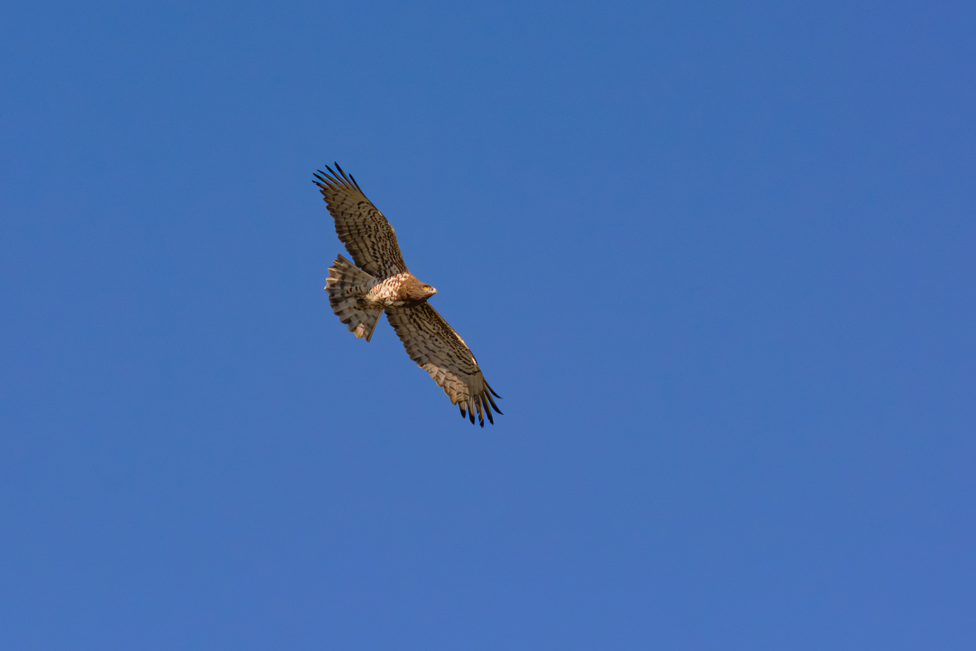 Short-toed Snake Eagle (Circaetus gallicus) Short-toed Snake Eagle (Circaetus gallicus)
