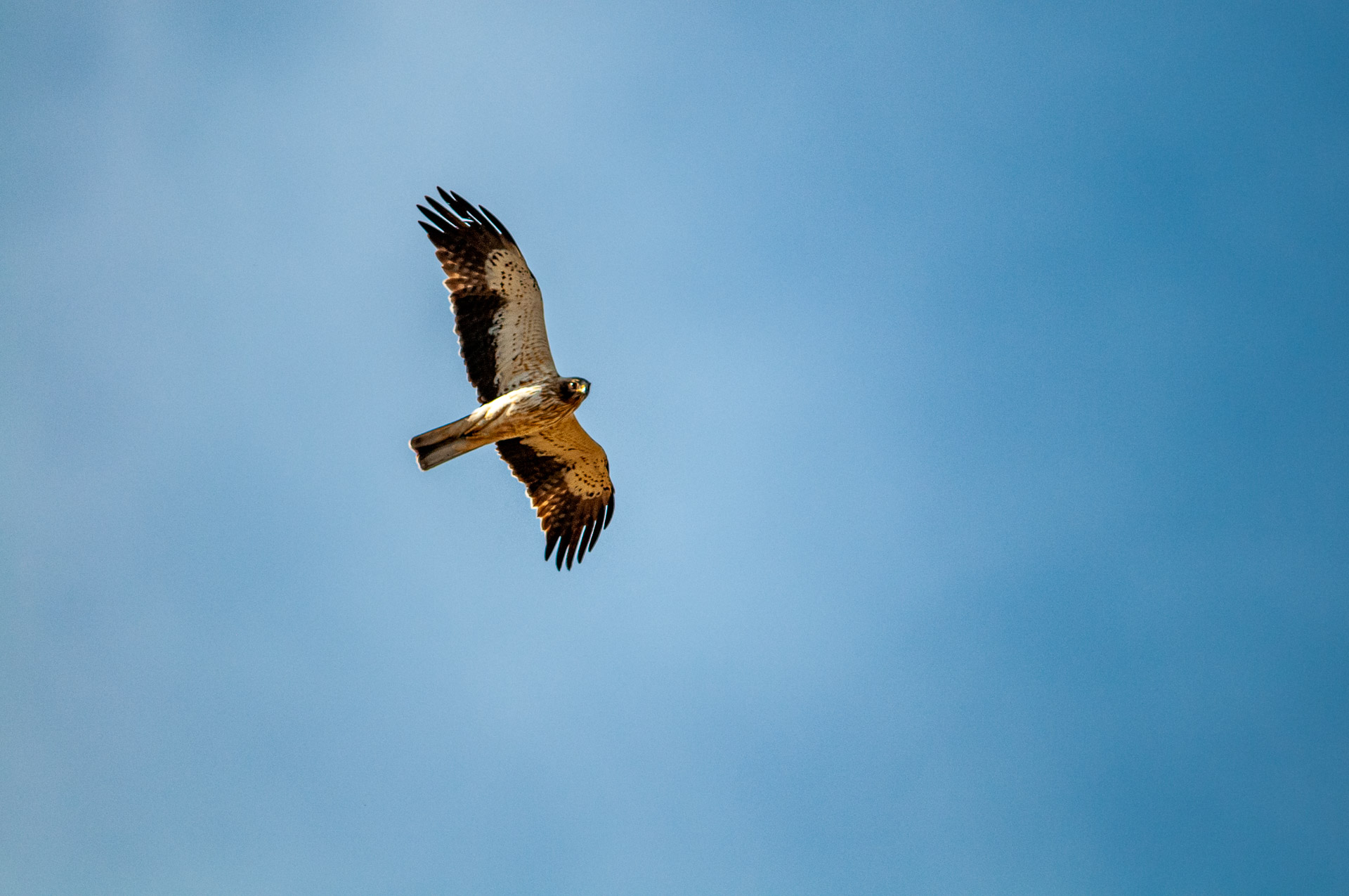 Booted Eagle (Hieraaetus pennatus)